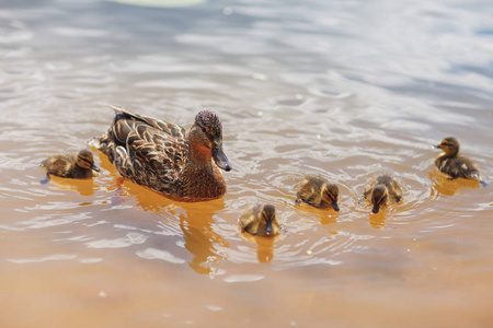 小鸡和小鸭图片