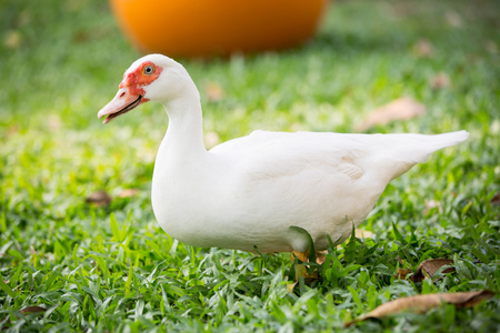 番鸭环顾四周图片