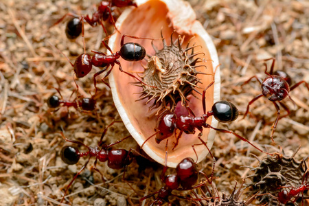 强壮的下颚的红蚂蚁特写照片