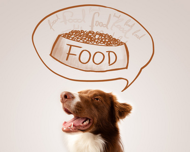 可爱可卡犬梦见食物照片 正版商用图片07fcvn 摄图新视界 可爱可卡犬梦见食物照片 正版商用图片07fcvn 摄图新视界