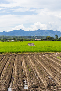 在泰国，亚洲山区稻田