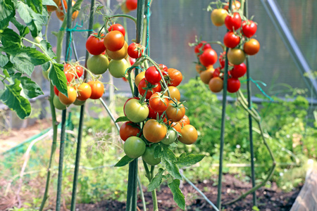 红色和绿色的西红柿大棚布什成熟