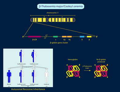 由于常染色体图片