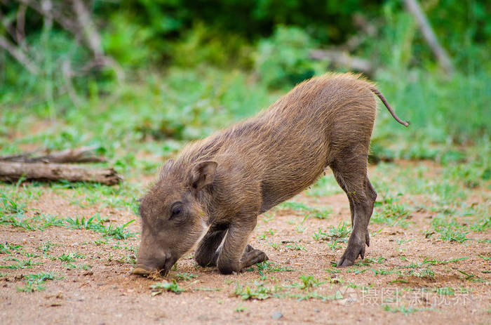 常见的婴儿疣猪饲喂