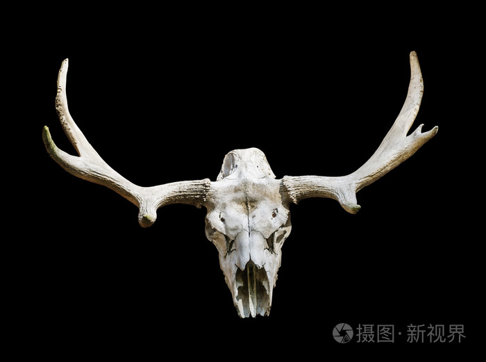 驼鹿头骨,上面有黑色背景上的鹿角