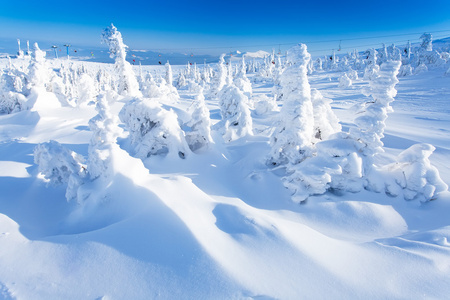 冬季雾凇冰雪覆盖冷杉圣诞树