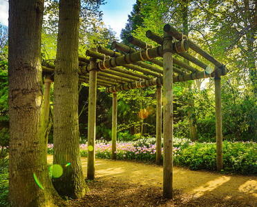 盛开的欧洲花园  公园元素特写荷兰