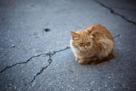 红街猫坐在路上