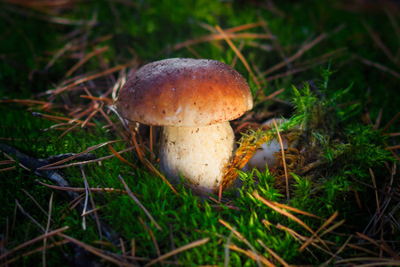 在森林里的蘑菇。健康的食物
