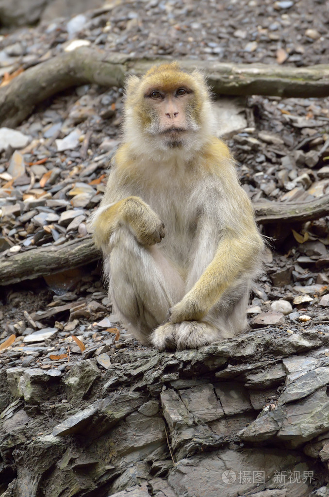 在岩石上的猴子照片-正版商用图片0v3o1p-摄图新视界