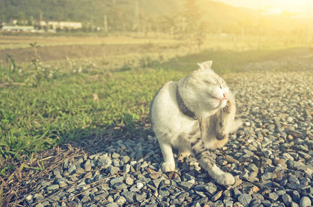 小小的猫痒