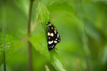 斑点的蝴蝶图片