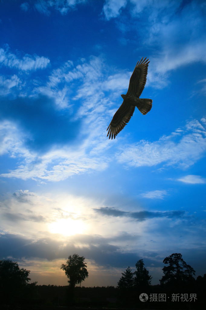 在多云的天空中飞翔的老鹰