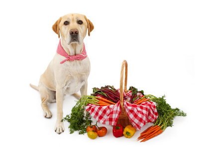 拉布拉多狗提着篮子的蔬菜