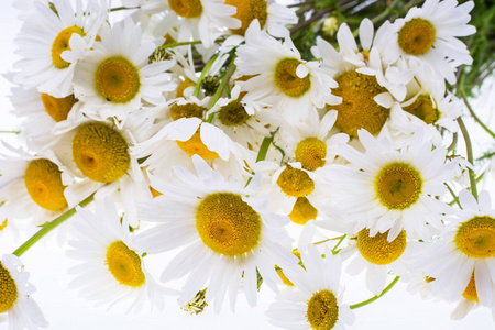 白色背景上的字段 chamomiles 的花束