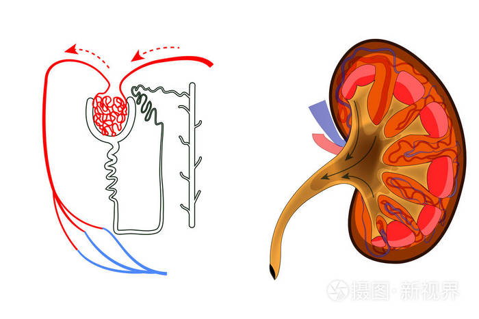 肾脏及肾单位数目插画-正版商用图片0v3tu7-摄图新视界