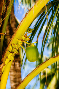 新鲜的绿色年轻椰子果实，椰子树上