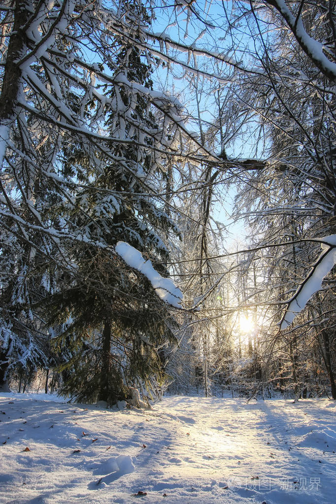 森林景观阳光冬雪