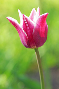在花园里的粉红郁金香
