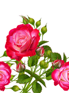 水平的无缝模式。鲜艳的红玫瑰和芽的花安排。白色背景上孤立