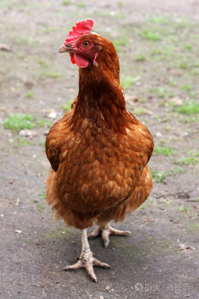 棕色母鸡