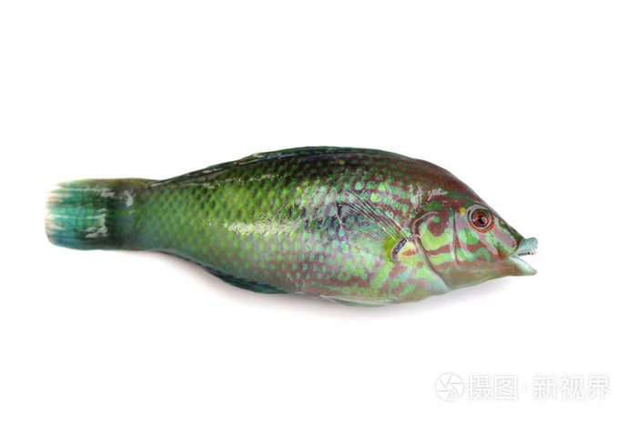 海水鱼隔离照片-正版商用图片0v427r-摄图新视界