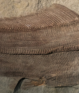 在岩石中的古鱼类化石图片