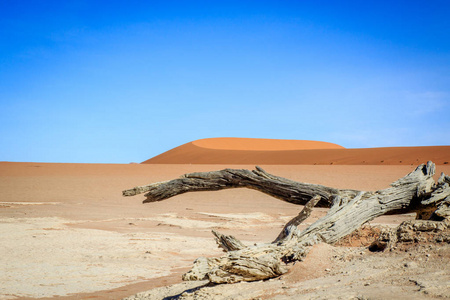 在 Deadvlei 中的盐锅的枯树