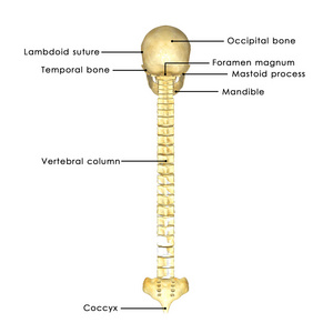 背骨颅骨与囊