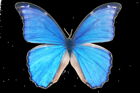 蝴蝶。Morpho 尤利安