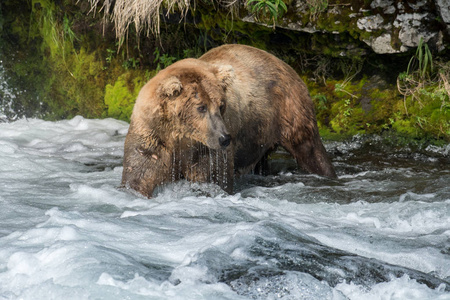 阿拉斯加棕色熊捕鱼