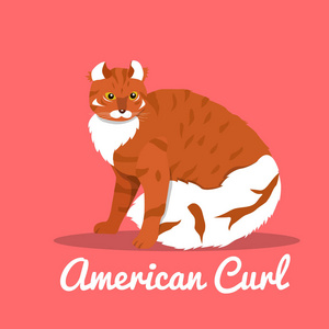 美国卷毛猫图上粉红色 background.vector