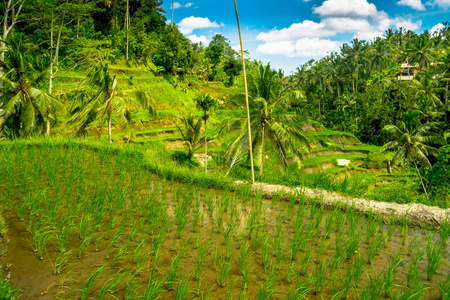 美丽的风景，与附近德戈拉朗村，巴厘岛，巴厘岛，绿色水稻梯田