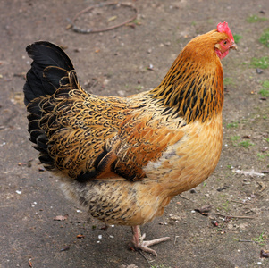 棕色母鸡照片