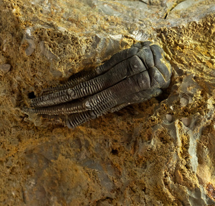 古动物化石的岩石
