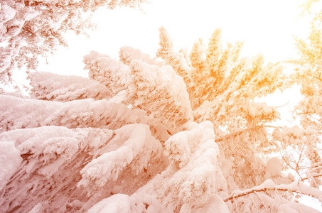 阳光下的雪树新年旅行概念