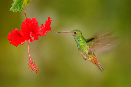 蜂鸟飞旁边美丽的花
