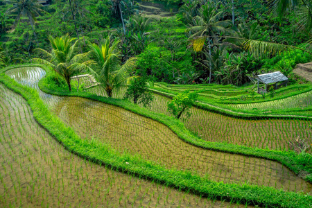 巴厘岛印度尼西亚德戈拉朗村的附近，可以看到最戏剧性 最壮观的水稻梯田，在巴厘岛