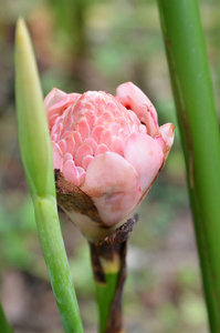 etlingera 丽格花在花园里