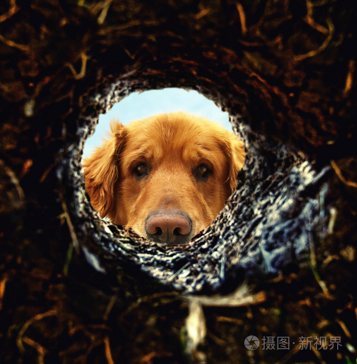 俯视在地下洞里的狗