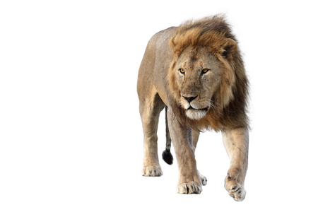 在白色背景下野生非洲雄狮照片