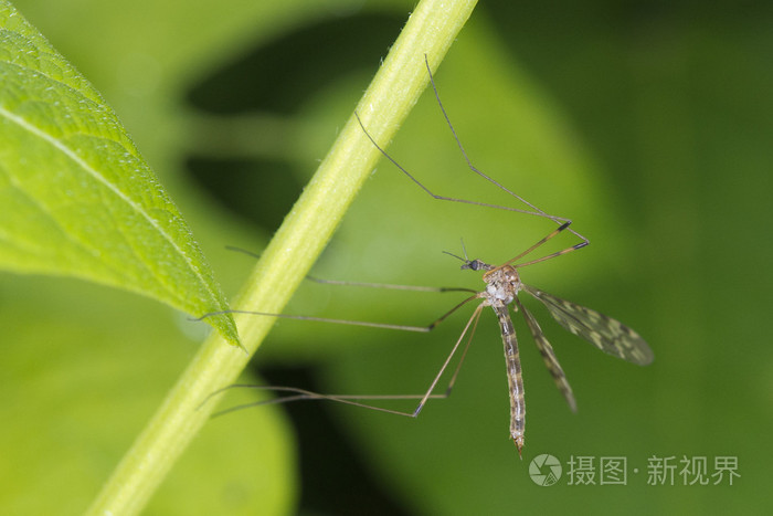 绿色的蚊子有毒吗图片