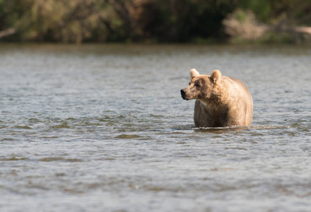大阿拉斯加棕熊涉水通过水