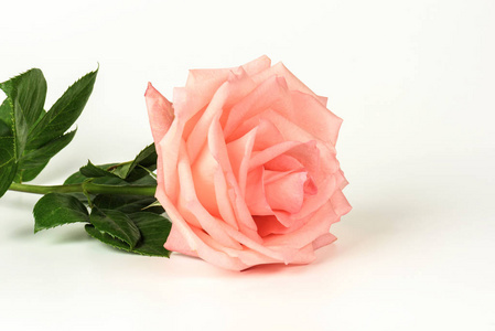 孤立在白色背景上的粉红玫瑰