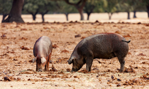 在橡树附近放牧的伊比利亚猪
