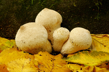 秋季蘑菇