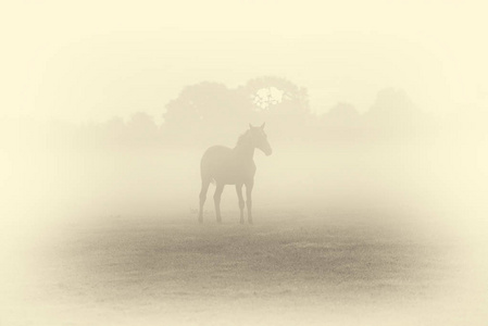马在雾场的剪影