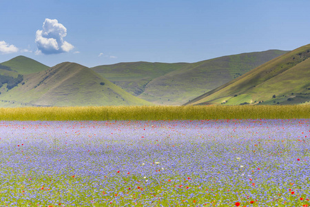 在 Castelluccio 中开花