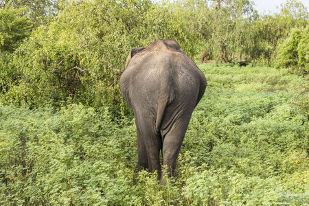 野生大象从后面在斯里兰卡亚拉国家公园