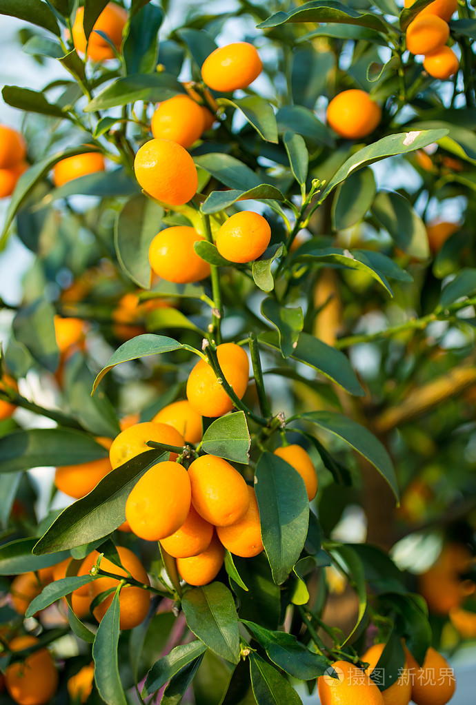 金柑鲜果在果园里的树上